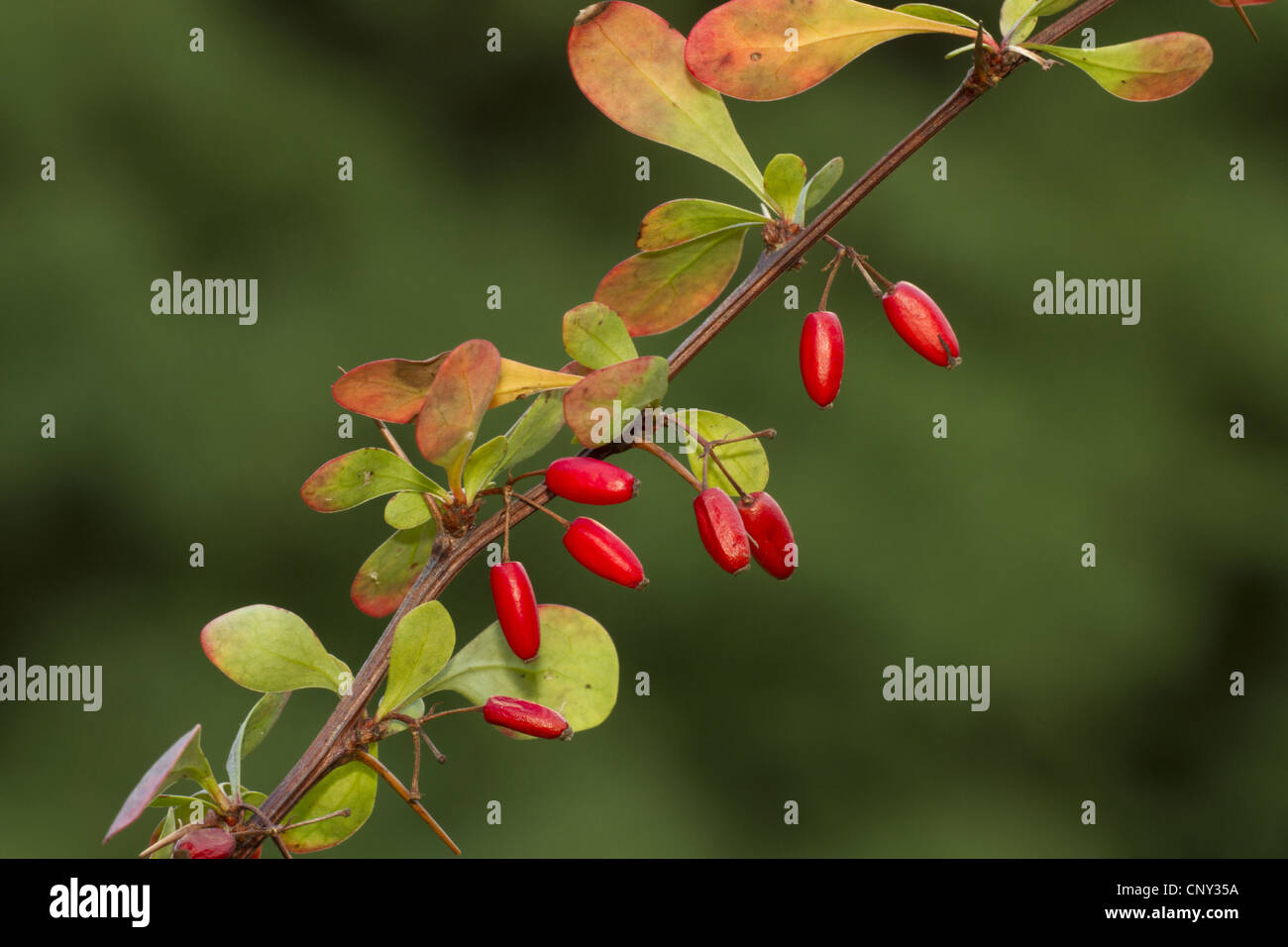 Comune di Crespino, Europeo Crespino (berberis vulgaris), ramo fruttifero, Germania Foto Stock