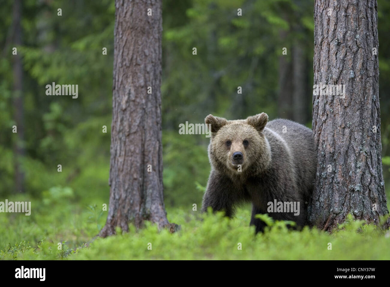 Unione l'orso bruno (Ursus arctos arctos), passeggiate in foresta boreale, Finlandia, Martinselkonen selvagge Center Foto Stock