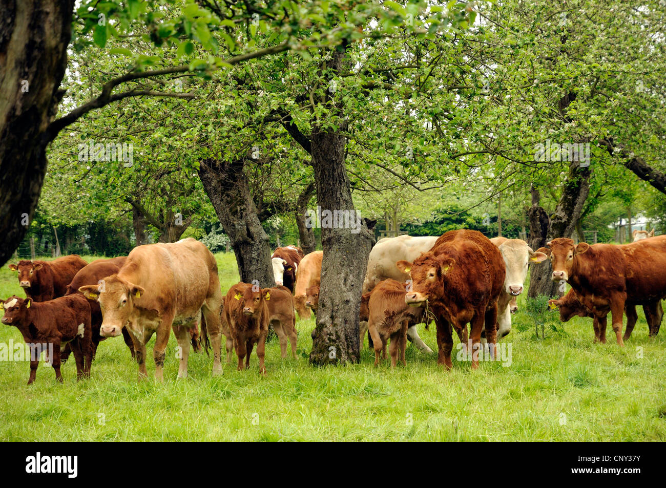 Gli animali domestici della specie bovina (Bos primigenius f. taurus), per vacca nutrice della zootecnia, in Germania, in Renania settentrionale-Vestfalia, NSG Kaempe Urdenbacher Foto Stock