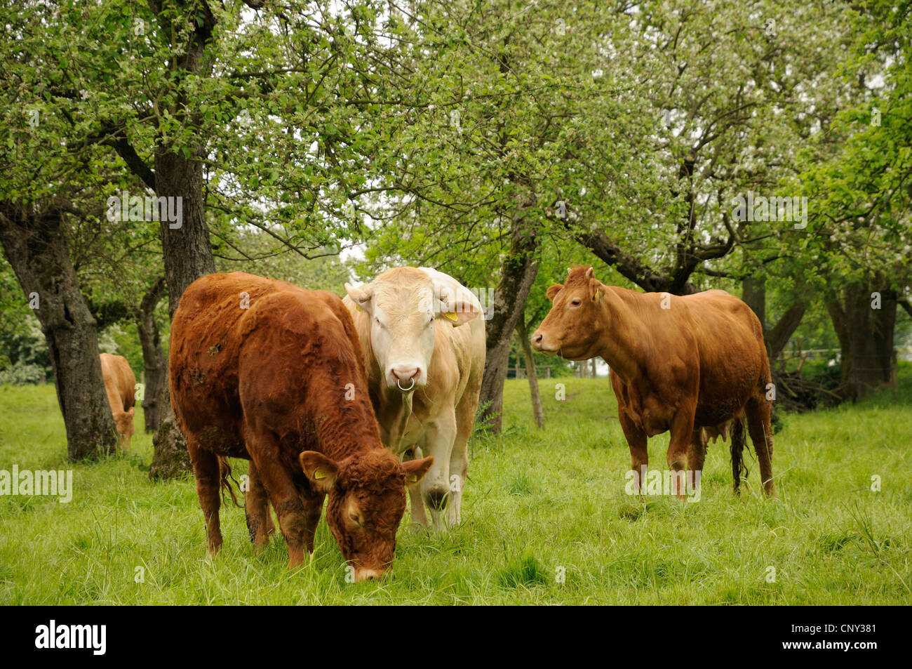 Gli animali domestici della specie bovina (Bos primigenius f. taurus), per vacca nutrice della zootecnia, in Germania, in Renania settentrionale-Vestfalia, NSG Kaempe Urdenbacher Foto Stock