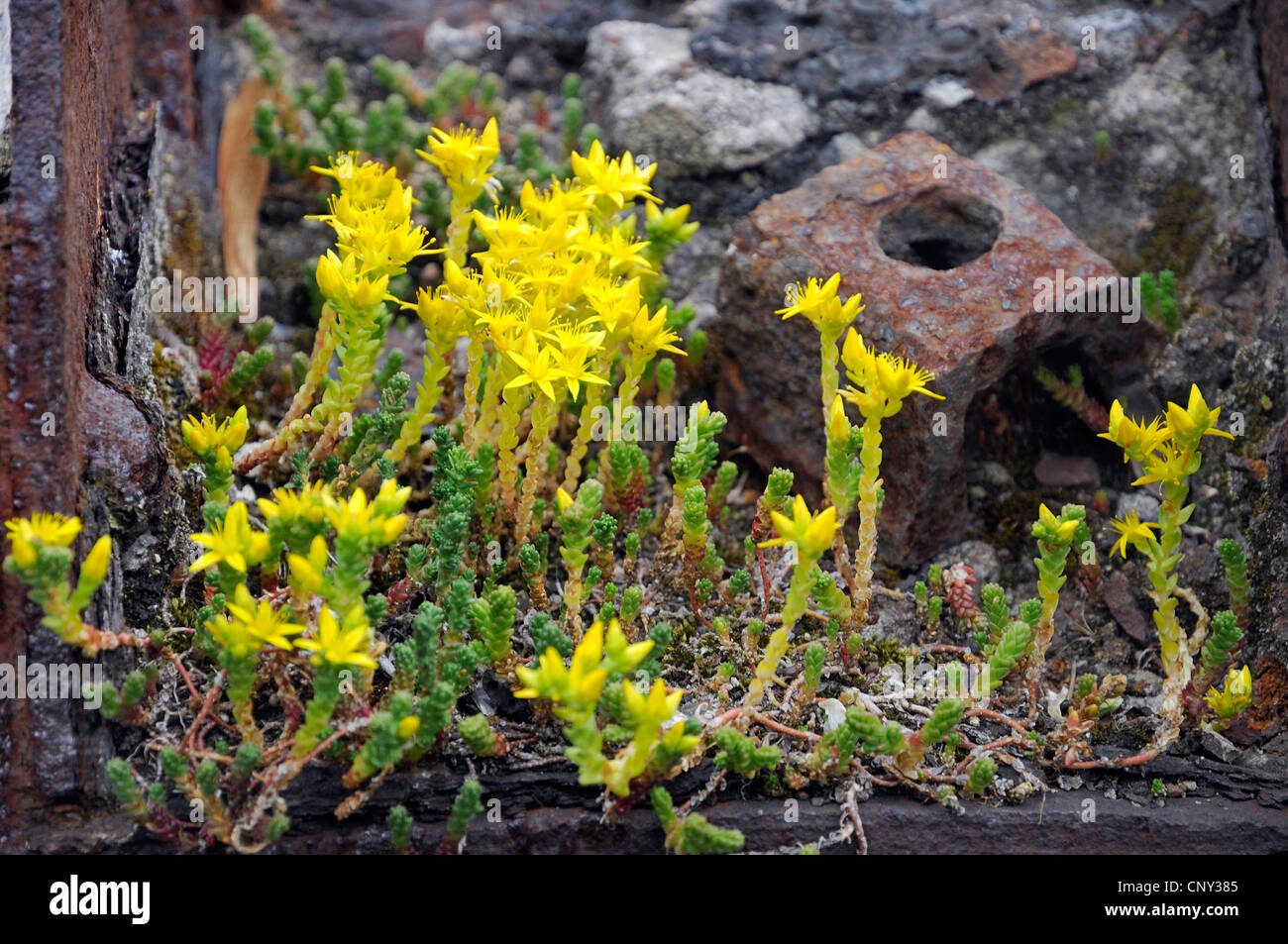 Stonecrop comune, mordere stonecrop, mossy stonecrop, parete di pepe, oro-moss (Sedum acre), fioritura, Germania Foto Stock