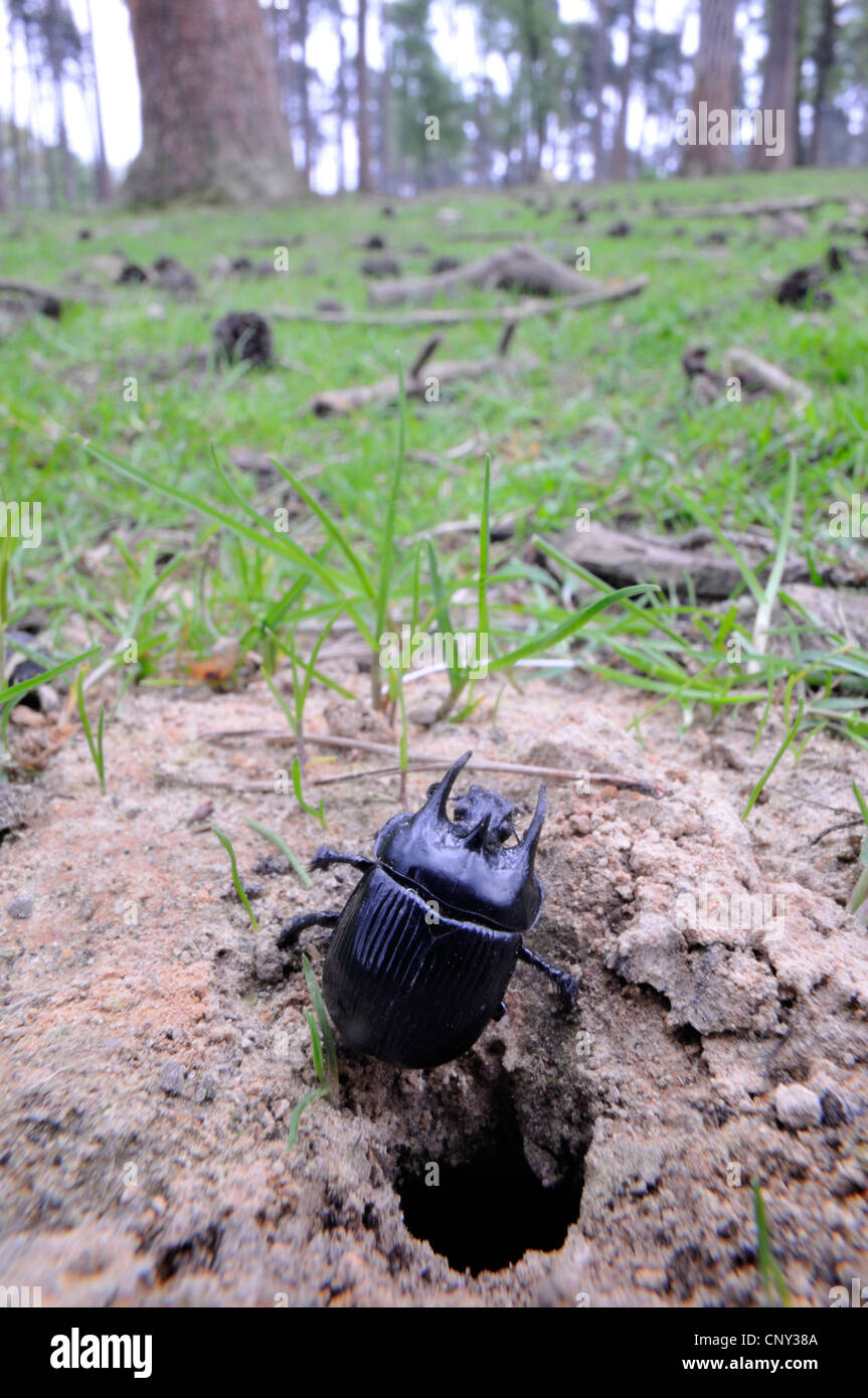 Minotauro beetle (Typhoeus typhoeus), in corrispondenza della sua den, in Germania, in Renania settentrionale-Vestfalia, Granat Foto Stock