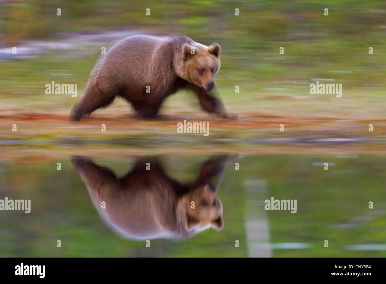 Unione l'orso bruno (Ursus arctos arctos), che si riflette nella piscina di foresta, Finlandia, Martinselkonen selvagge Center Foto Stock
