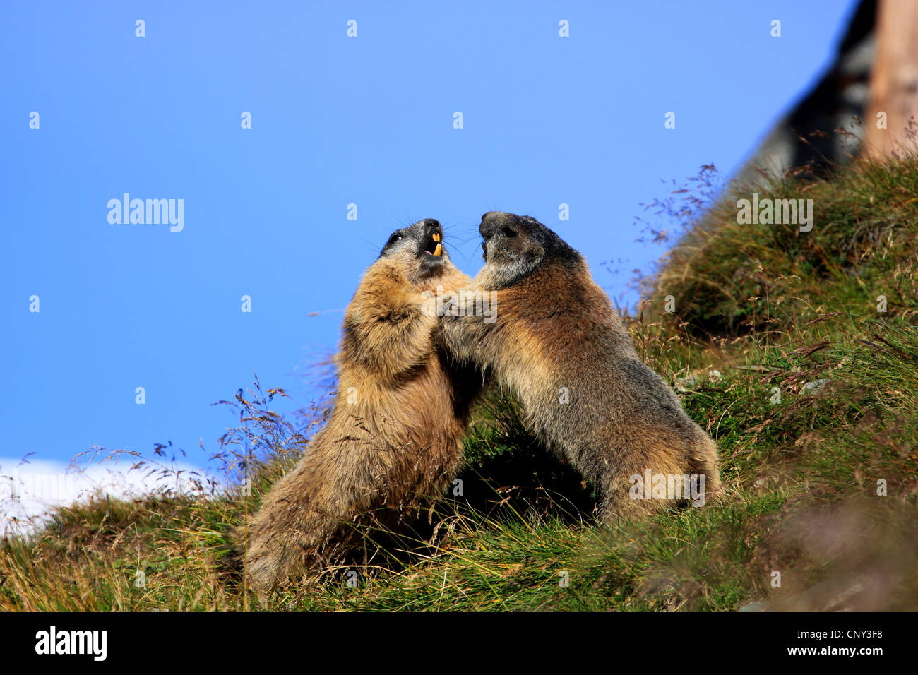 Alpine marmotta (Marmota marmota), due animali combattimenti state edificate a coperte di erba pendio di montagna, Austria, Parco Nazionale degli Hohe Tauern, Grossglockner Foto Stock