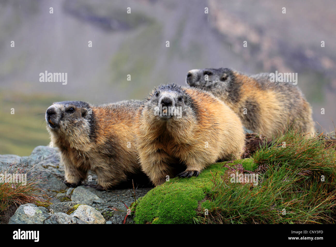 Alpine marmotta (Marmota marmota), tre animali su un muschio sperone di roccia, Austria, Parco Nazionale degli Hohe Tauern, Grossglockner Foto Stock