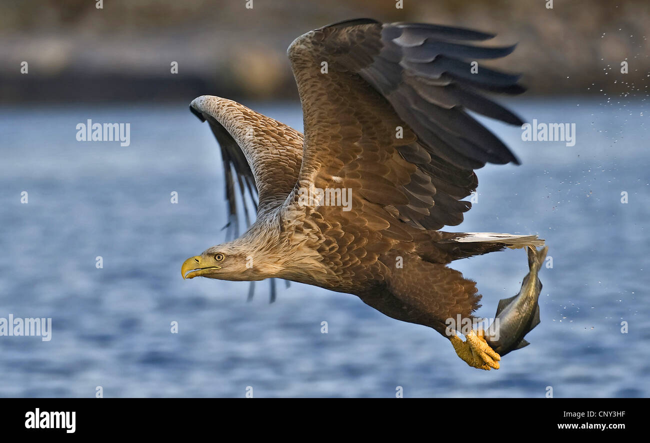 White-tailed sea eagle (Haliaeetus albicilla), ha catturato un pesce, Norvegia, Flatanger Foto Stock