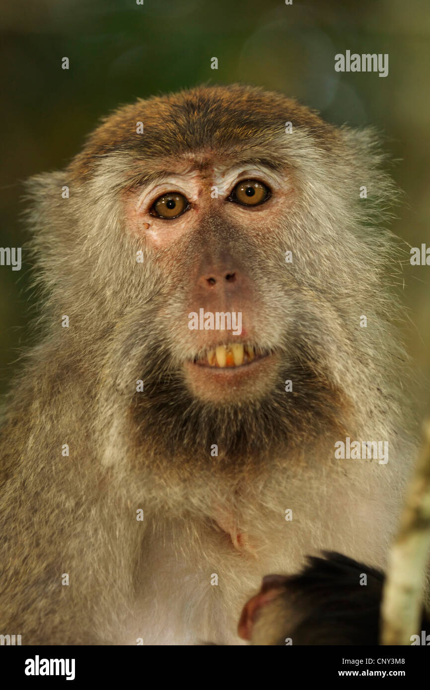 Macachi mangiatori di granchi, Java macaco macaco Longtailed (Macaca fascicularis, Macaca IRU), femmina, Malaysia Sarawak, Bako National Park Foto Stock