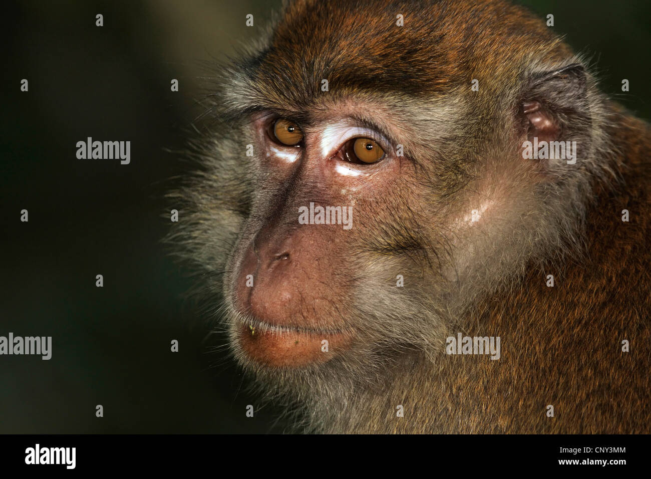 Macachi mangiatori di granchi, Java macaco macaco Longtailed (Macaca fascicularis, Macaca IRU), maschio, Malaysia Sarawak, Bako National Park Foto Stock