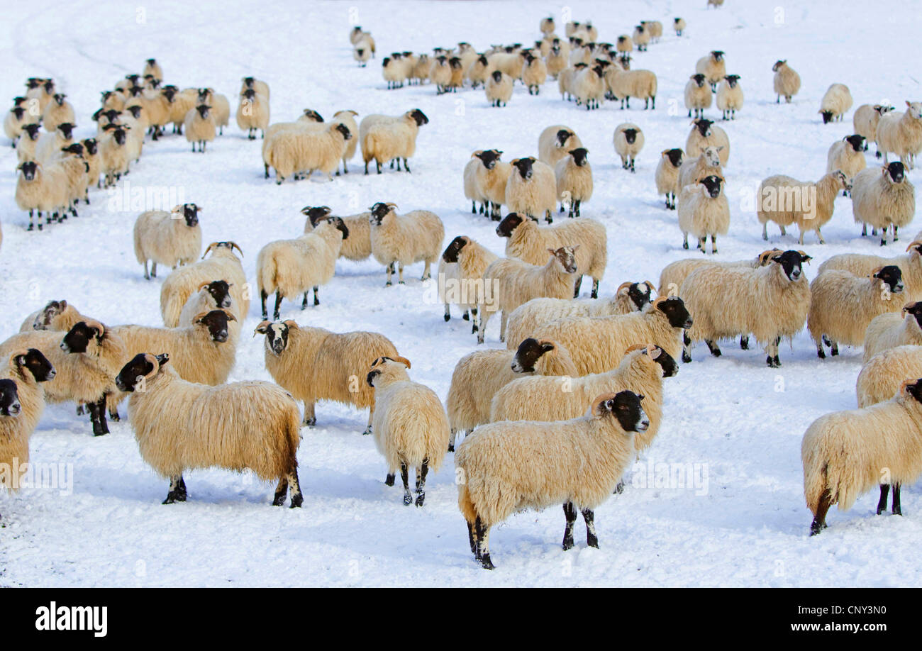 Gli animali domestici delle specie ovina (Ovis ammon f. aries), gregge di ovini domestici in coperta di neve campo, Regno Unito, Scozia, Cairngorms National Park Foto Stock