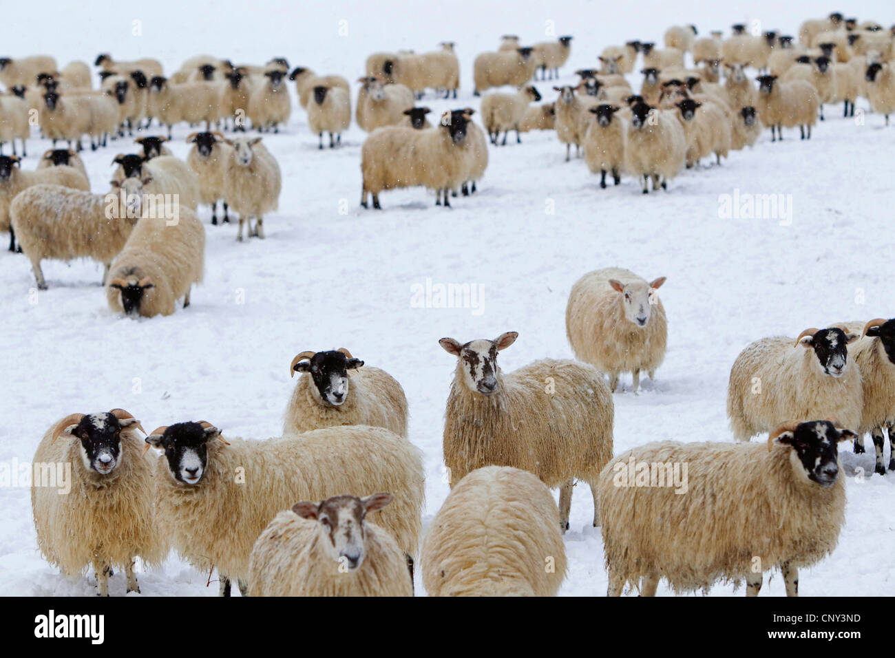 Gli animali domestici delle specie ovina (Ovis ammon f. aries), gregge di ovini domestici in coperta di neve campo, Regno Unito, Scozia, Cairngorms National Park Foto Stock