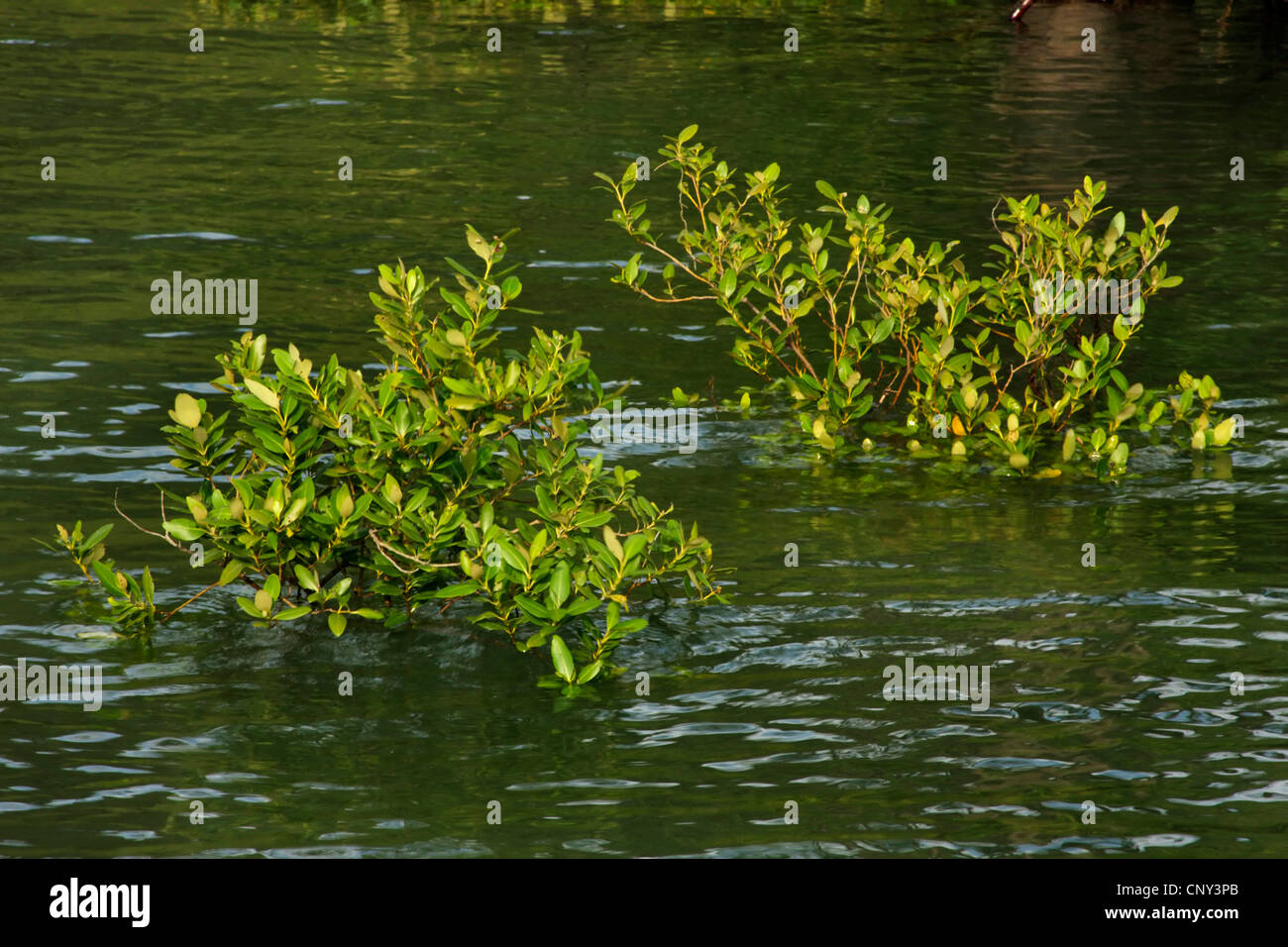 Mangrove, Malesia, Borneo Bako National Park, Sarawak Foto Stock