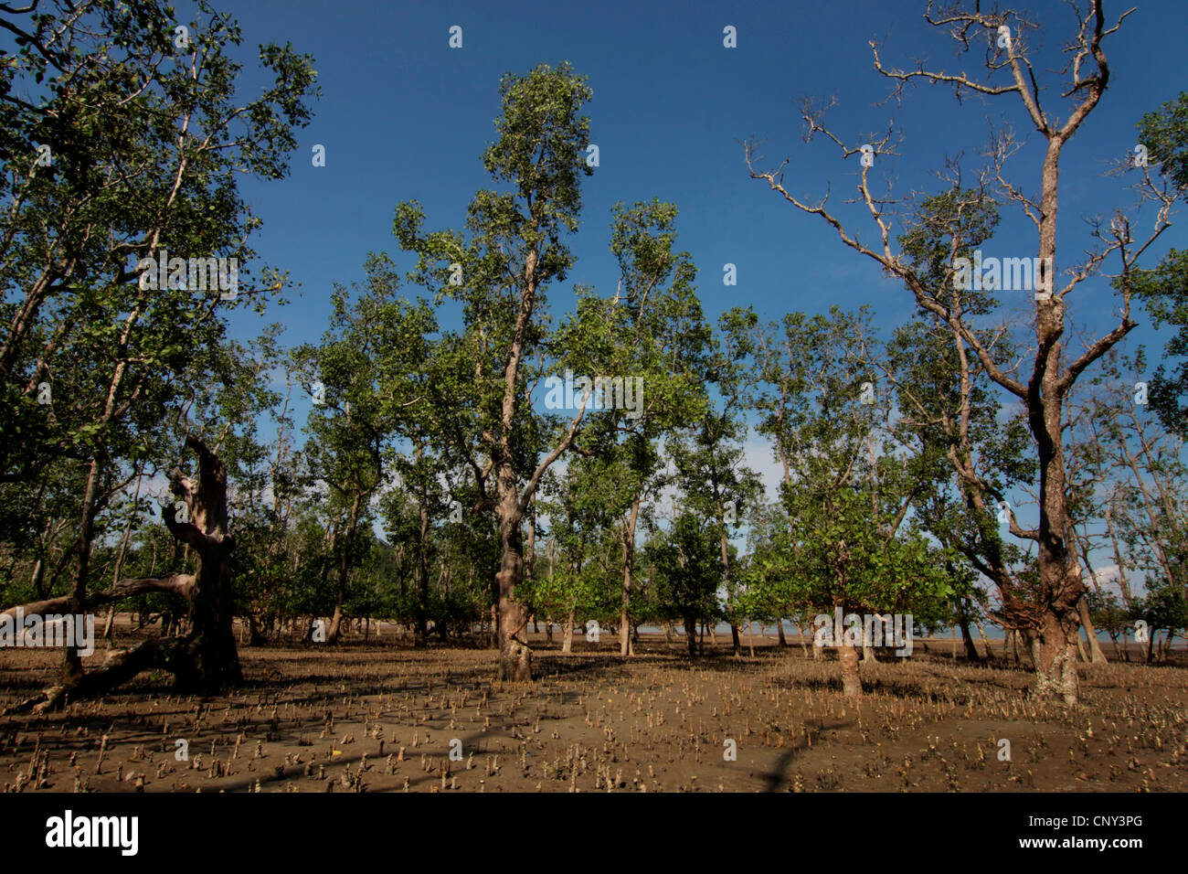 Essiccato di mangrovia, Malesia, Borneo Bako National Park, Sarawak Foto Stock
