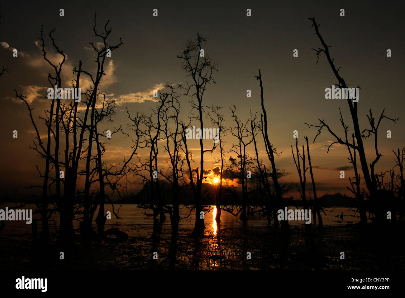 Alberi di mangrovie di sunrise, Malesia, Borneo Bako National Park, Sarawak Foto Stock