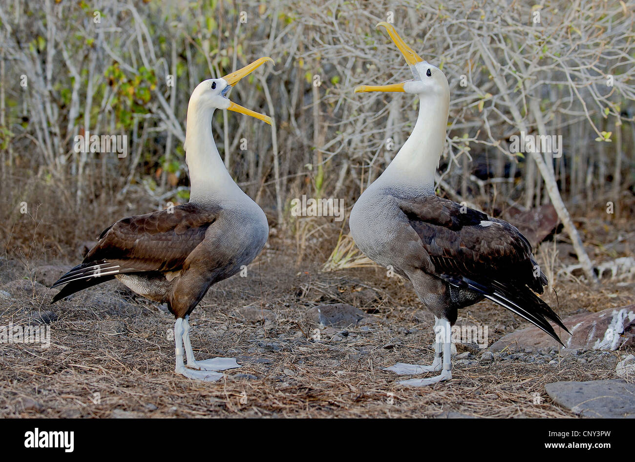 Sventolato albatross, Galapagos albatross (Diomedea irrorata, Phoebastria irrorata), visualizzazione, Ecuador Isole Galapagos, Espanola Foto Stock