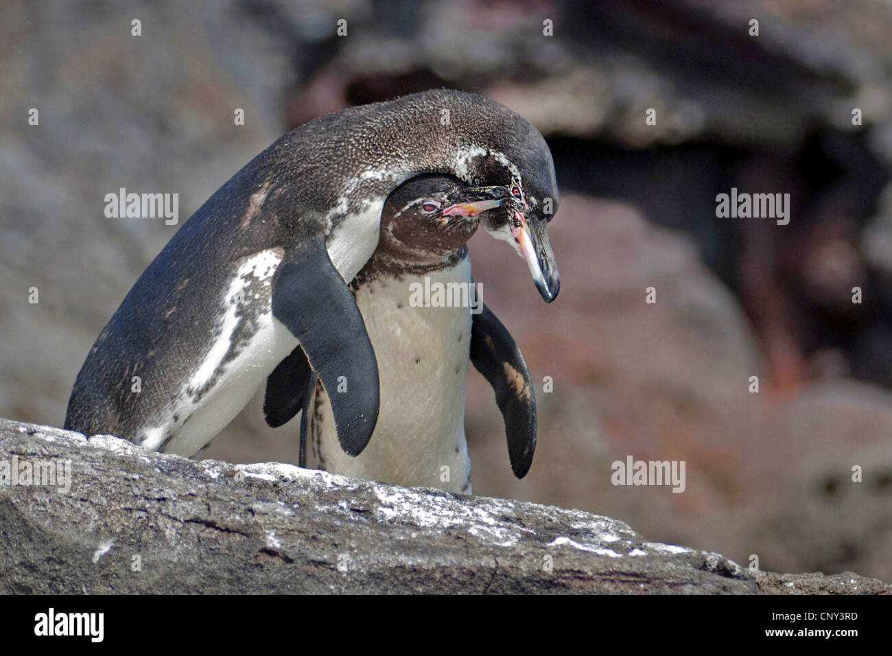 Le Galapagos penguin (Spheniscus mendiculus), ottenere pronto per l'accoppiamento, Ecuador Isole Galapagos, isola di Santiago Foto Stock