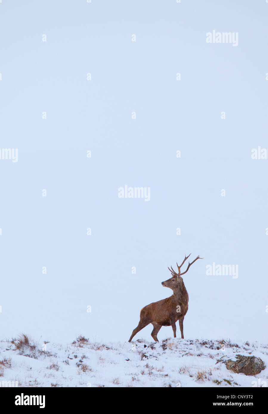 Il cervo (Cervus elaphus), Lone cervo a neve, Regno Unito, Scozia, Sutherland, Alladale deserto riserva Foto Stock