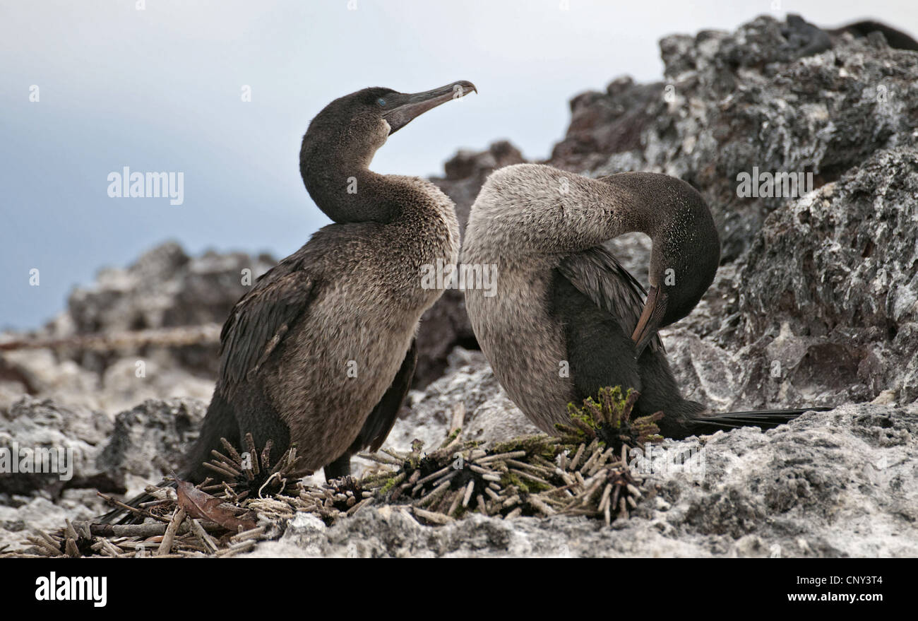 Flightless Cormorant, Galapagos cormorano (Nannopterum harrisi, Phalacrocorax harrisi), il nido in Elizabeth Bay, Ecuador Isole Galapagos, Isabela Foto Stock