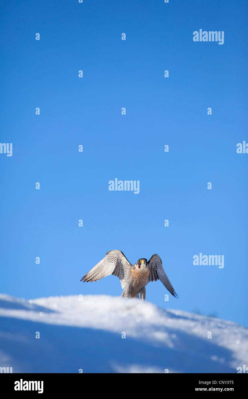 Falco pellegrino (Falco peregrinus), in inverno, Regno Unito, Scozia, Cairngorms National Park Foto Stock