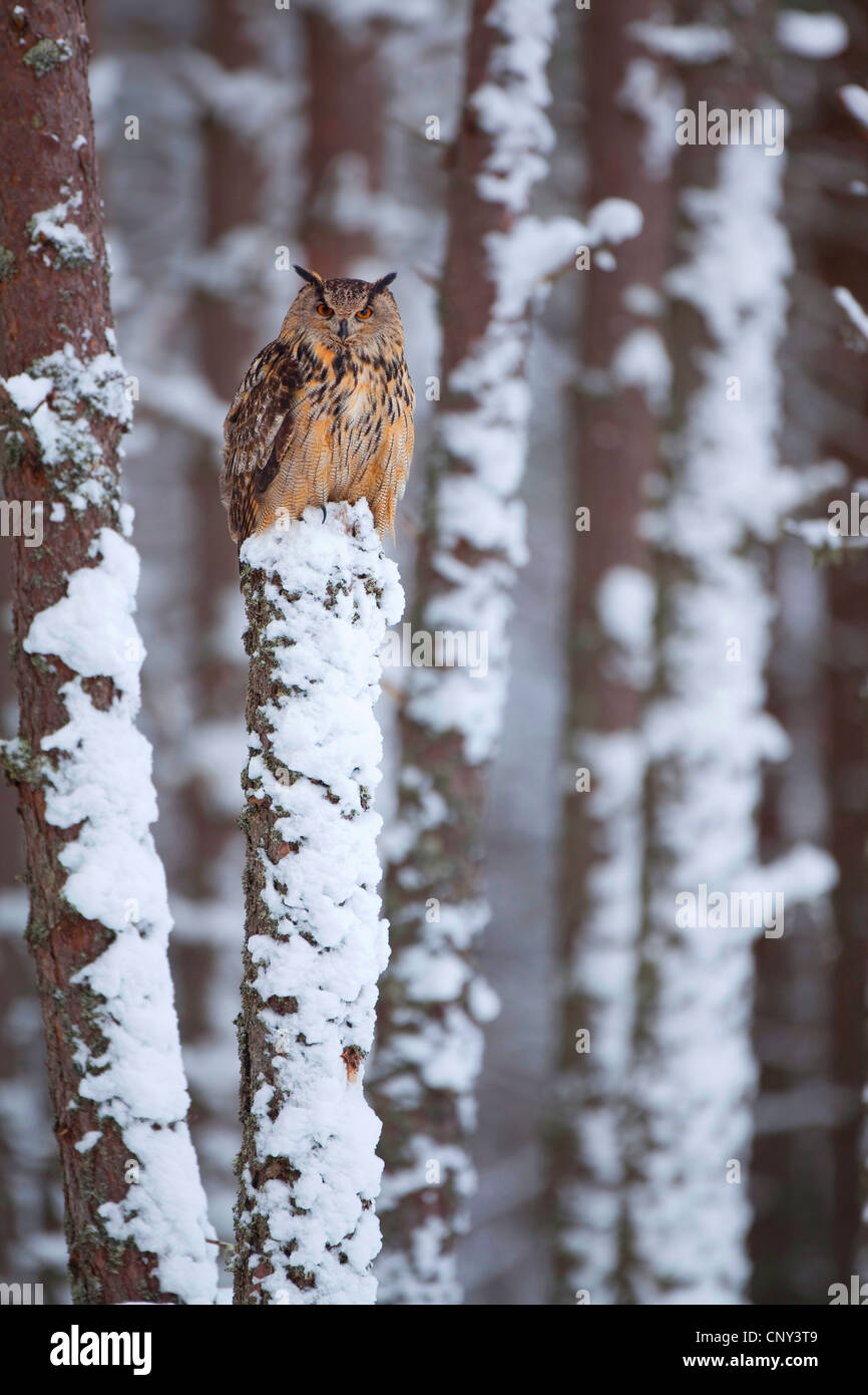 Nord del gufo reale (Bubo bubo), seduto su un albero di impigliarsi in inverno Pine Forest, Regno Unito, Scozia, Cairngorms National Park Foto Stock