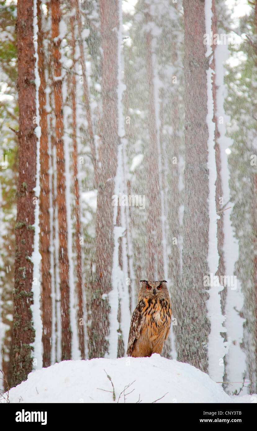 Nord del gufo reale (Bubo bubo), in snow-laden Forest, Regno Unito, Scozia, Cairngorms National Park Foto Stock