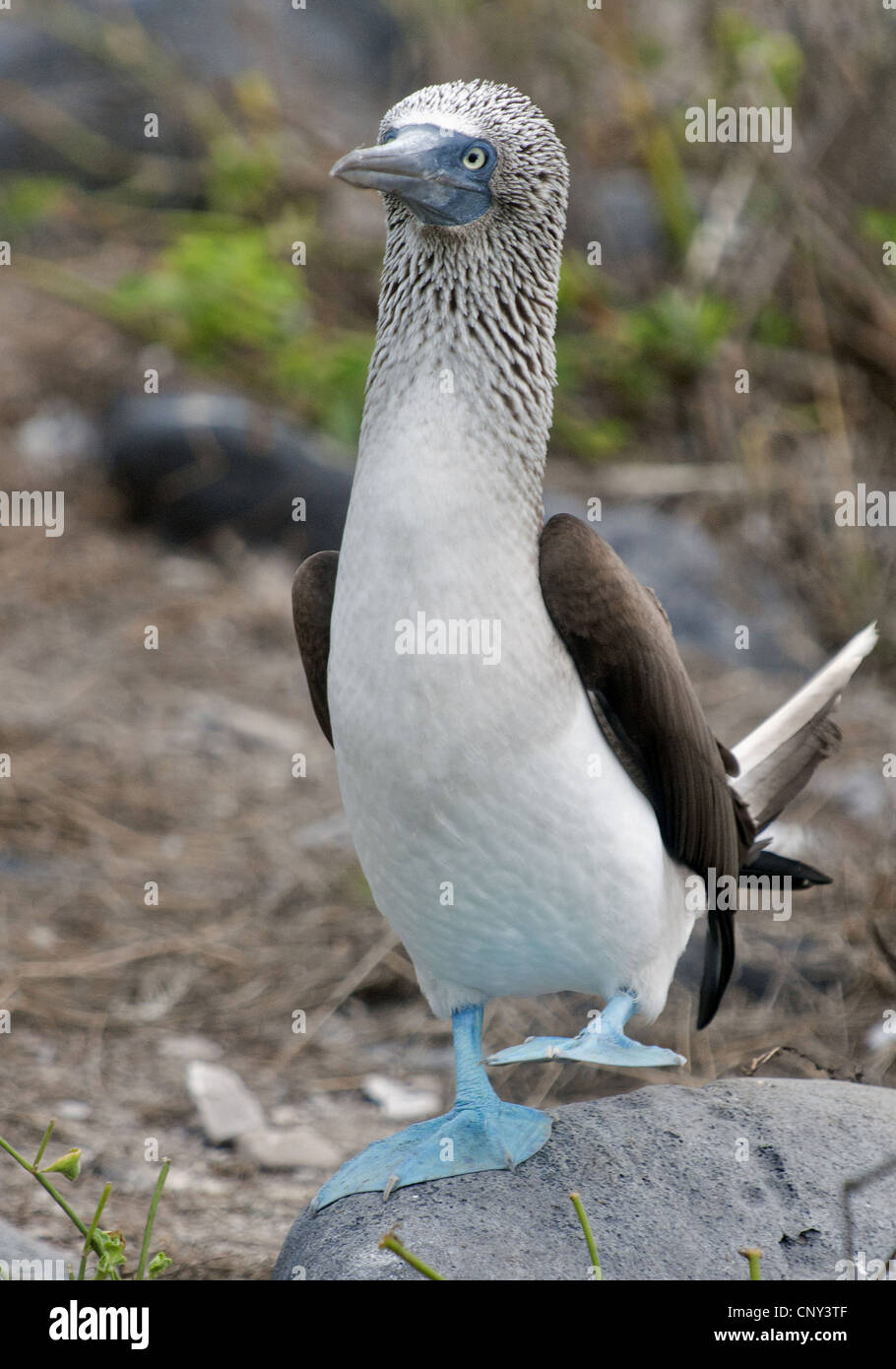 Blu-footed booby (Sula nebouxii), seduta su una roccia, Ecuador Isole Galapagos, Espanola Foto Stock