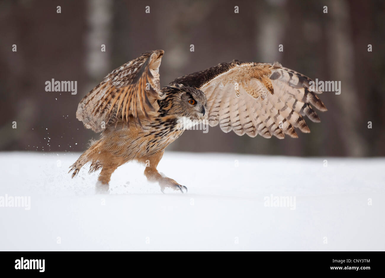 Nord del gufo reale (Bubo bubo), passeggiate attraverso la neve, sbattimenti ali, Regno Unito, Scozia Foto Stock