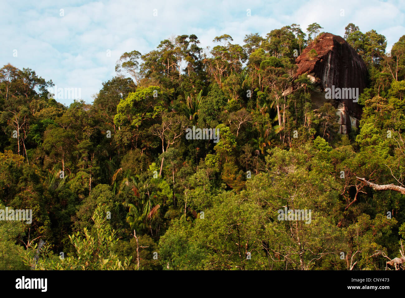 Formazione di roccia nella foresta pluviale tropicale, Malesia, Borneo Bako National Park, Sarawak Foto Stock