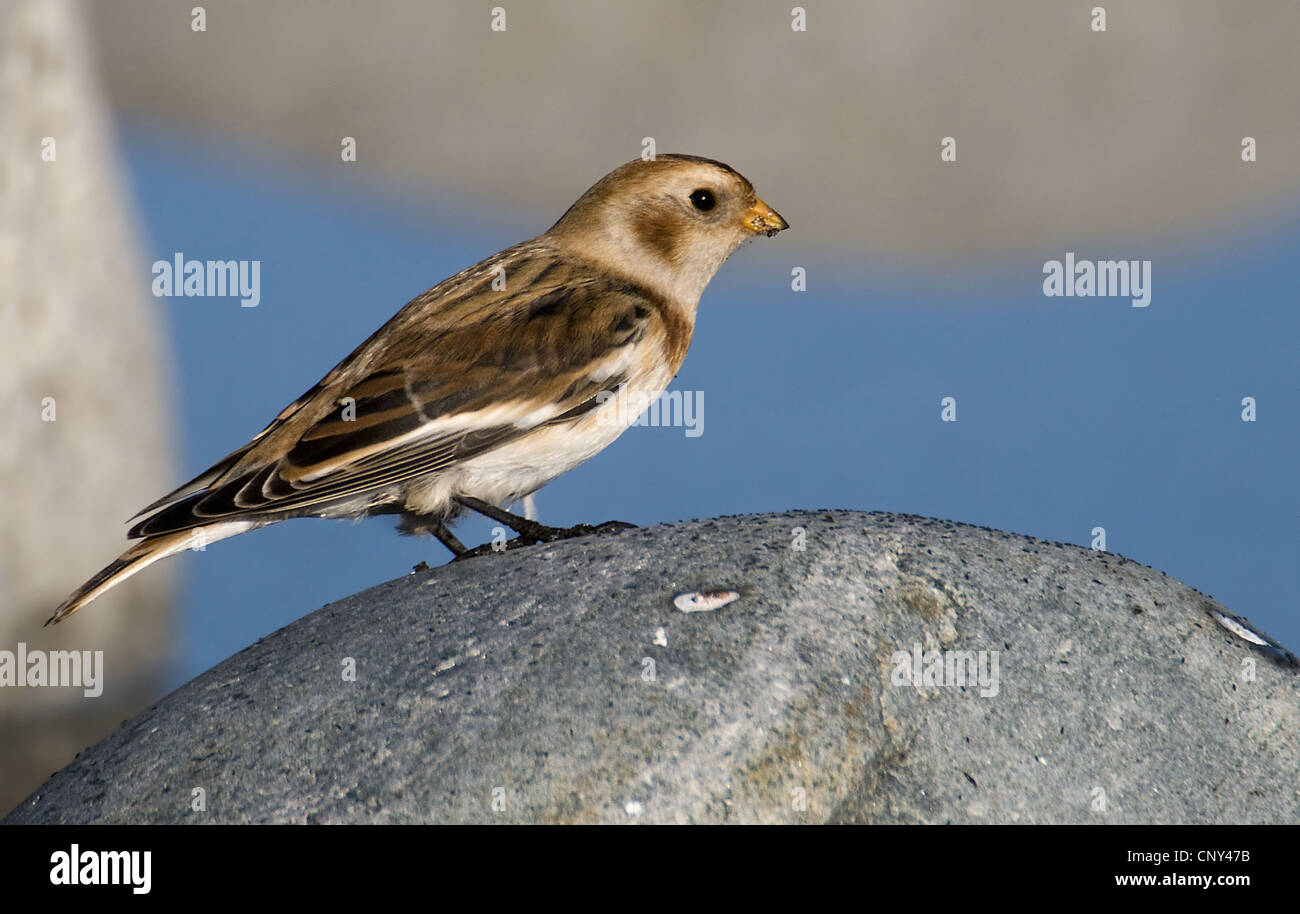 Snow bunting (Plectrophenax nivalis), seduta su una roccia, Norvegia, Rogaland Foto Stock