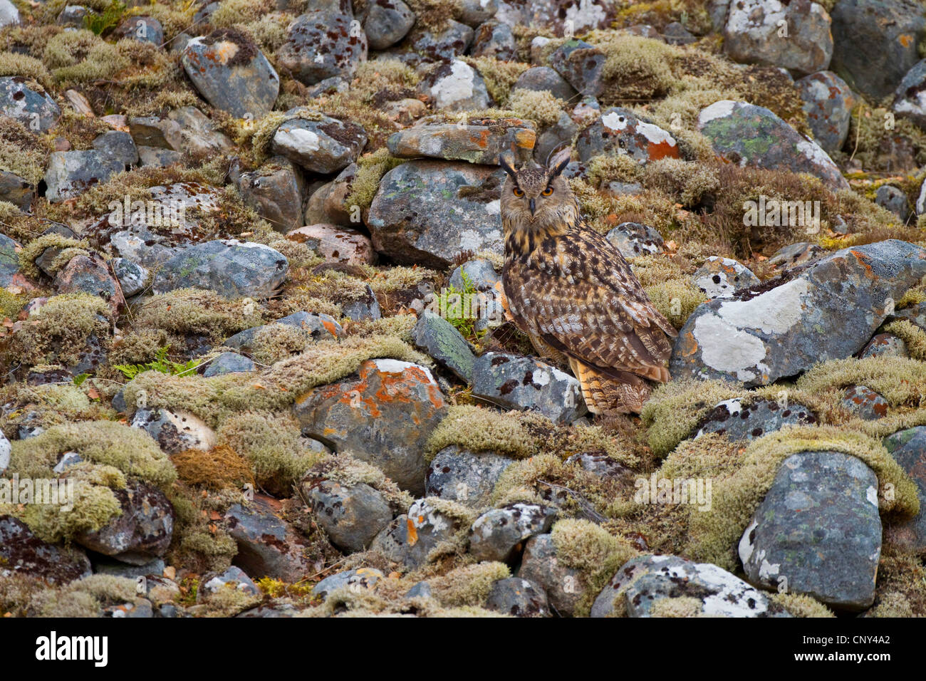 Nord del gufo reale (Bubo bubo), nel campo di boulder, Regno Unito, Scozia Foto Stock