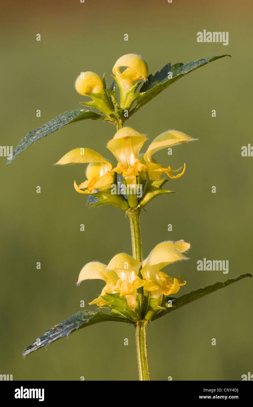 Giallo morti di ortica (Lamium galeobdolon agg.), infiorescenza, Germania Foto Stock