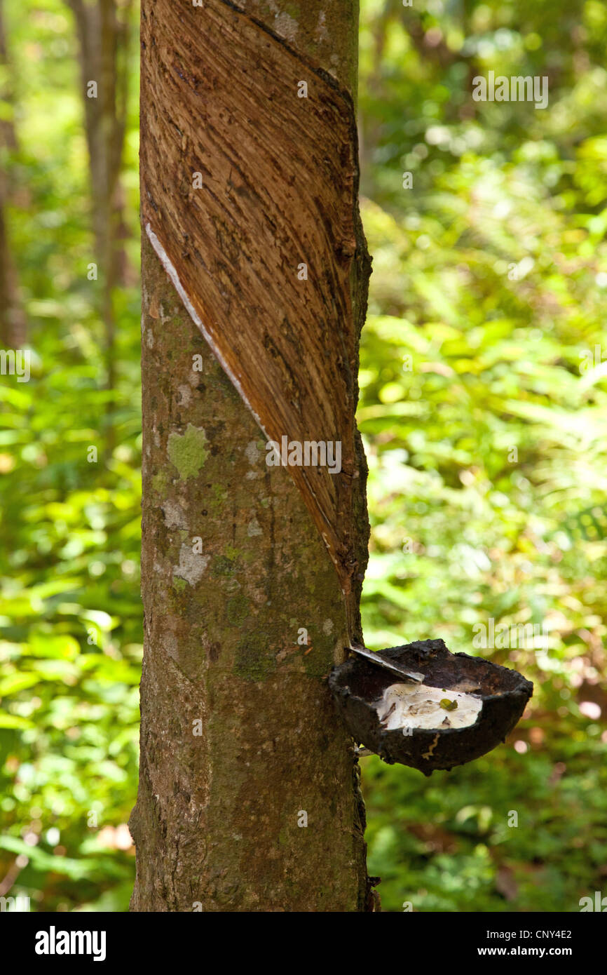 Indiano albero di gomma, gomma impianto (Ficus elastica), gomma di estrazione da un tronco di albero, Thailandia Phuket Foto Stock