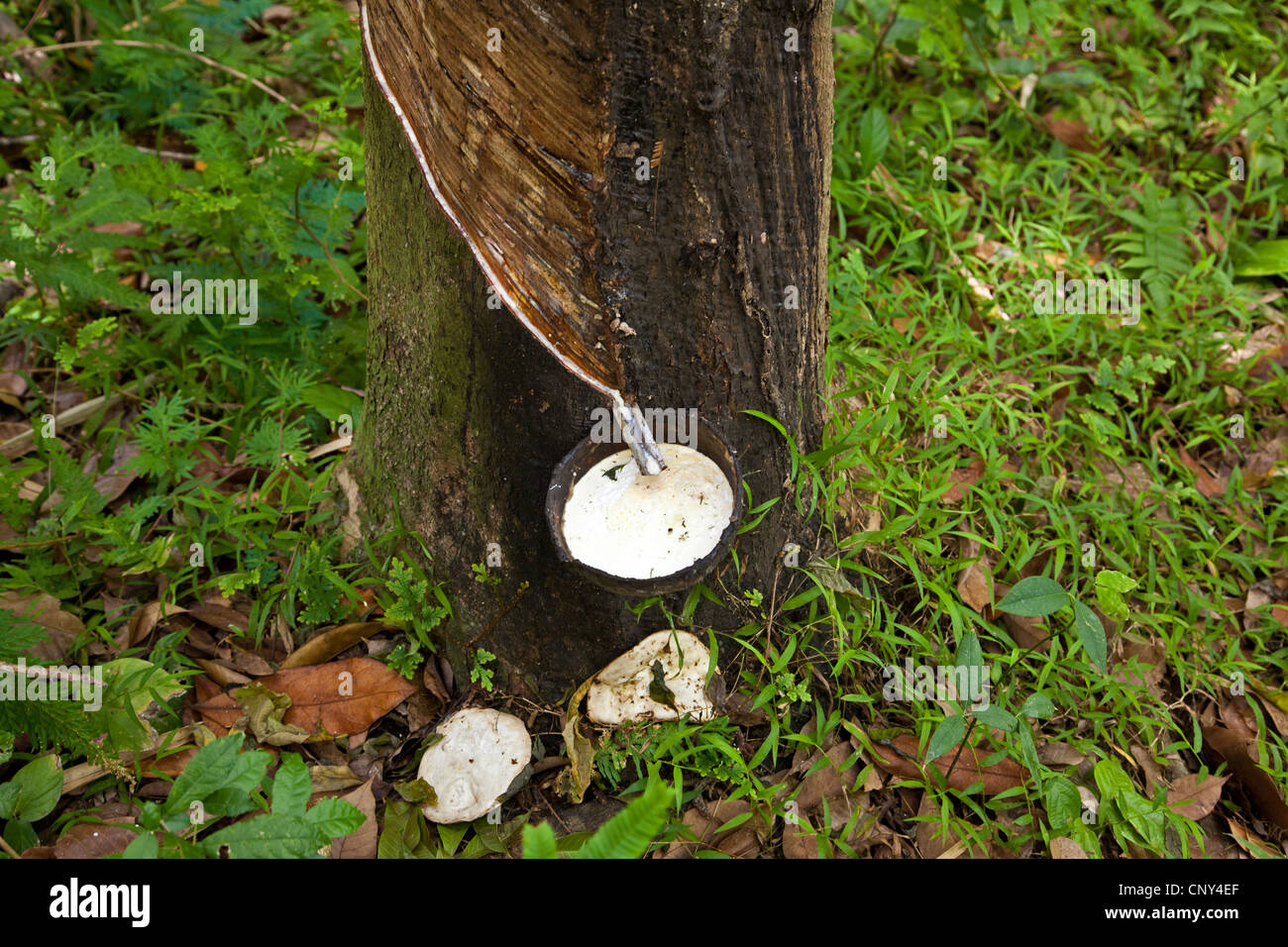 Indiano albero di gomma, gomma impianto (Ficus elastica), gomma di estrazione da un tronco di albero, Thailandia Phuket Foto Stock