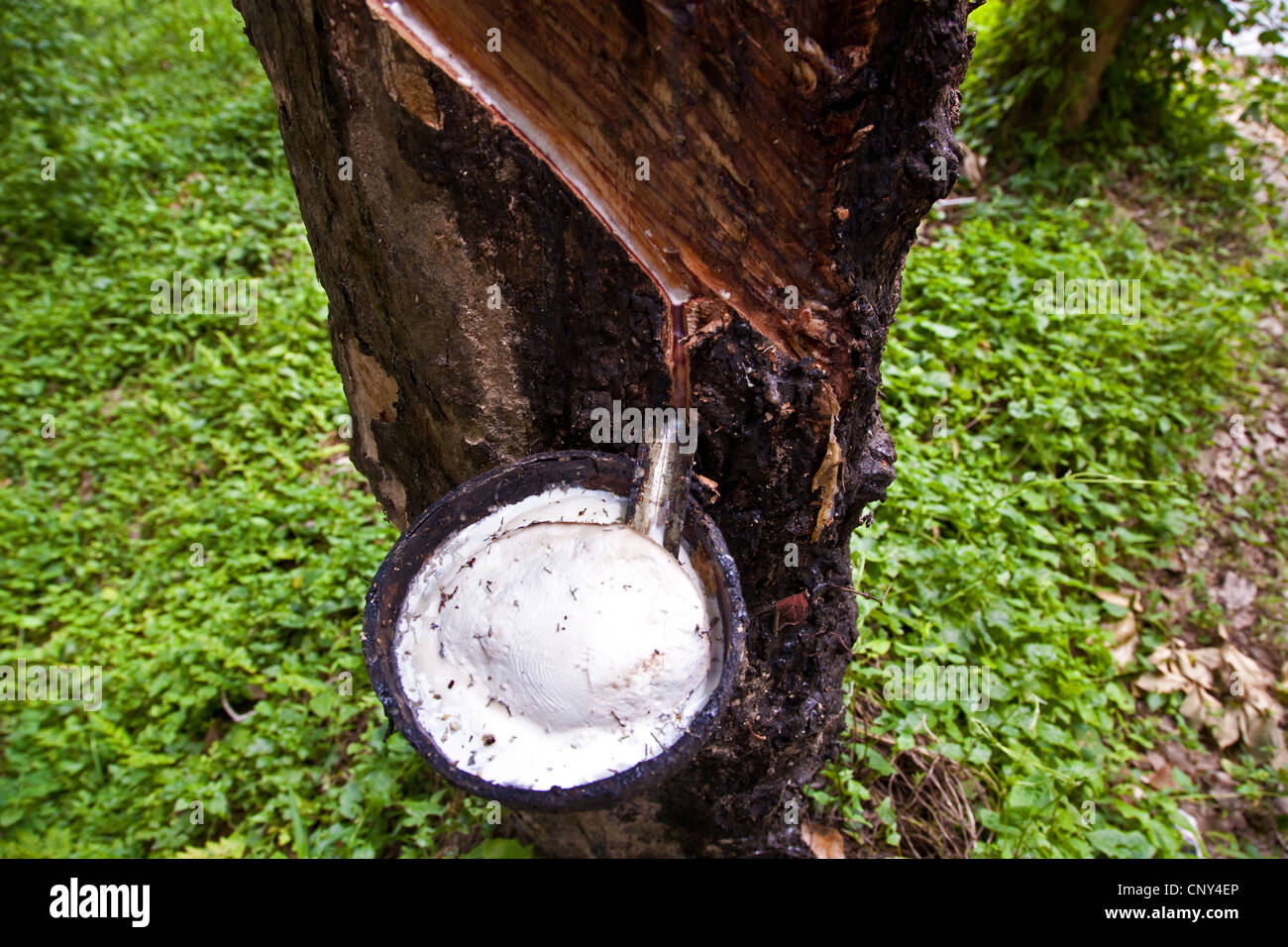 Indiano albero di gomma, gomma impianto (Ficus elastica), gomma di estrazione da un tronco di albero, Thailandia Phuket Foto Stock