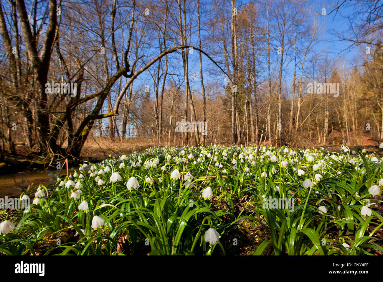 Il simbolo del fiocco di neve di primavera (Leucojum vernum), che fiorisce in una foresta flootplain, in Germania, in Baviera Foto Stock