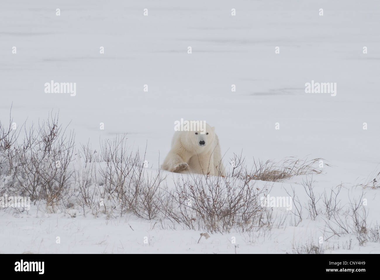 Gli orsi polari in Churchill, Manitoba Foto Stock