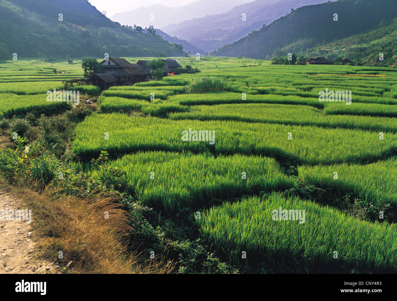 I campi di riso nella vasta valle di Arun, Nepal, Kosi Foto Stock