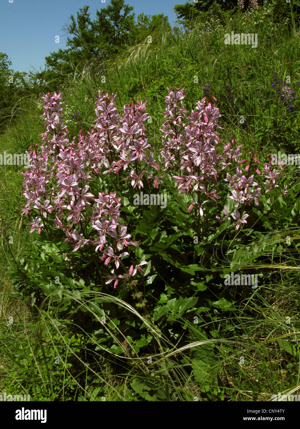 Roveto ardente, Dittany (Dictamnus albus), fioritura, in Germania, in Turingia, Kyffhaeuser Foto Stock