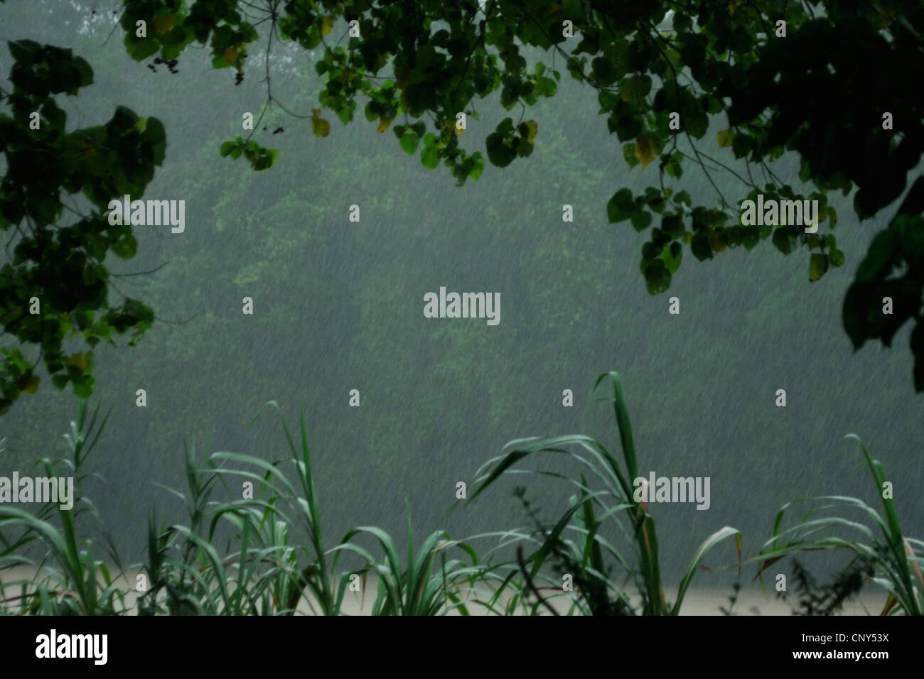 Vista sul fiume Kinabatangan sotto la pioggia cuciti dalla foresta pluviale tropicale, Malaysia Sabah, Sungai Kinabatangan, Borneo Foto Stock