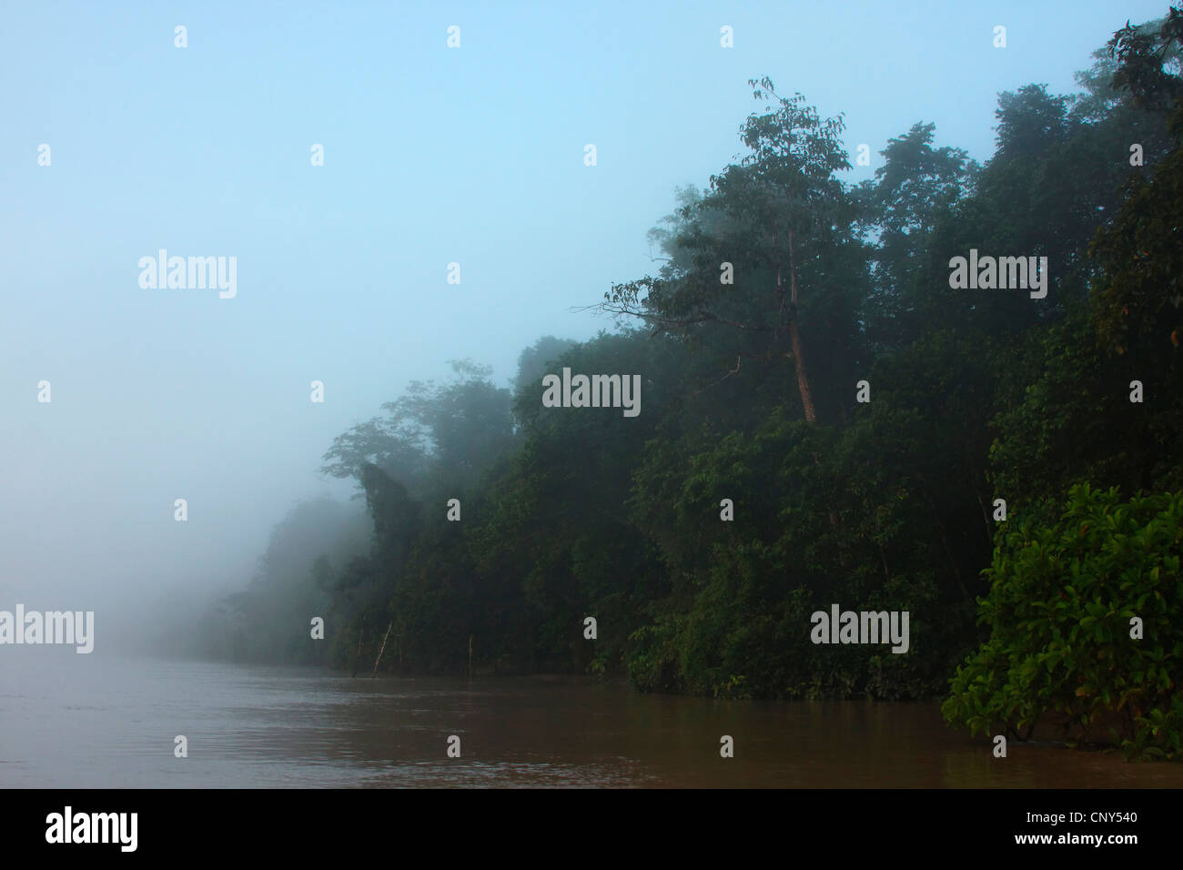 Riva del fiume Kinabatangan ricoperta da foresta pluviale tropicale nella nebbia, Malaysia Sabah, Sungai Kinabatangan, Borneo Foto Stock