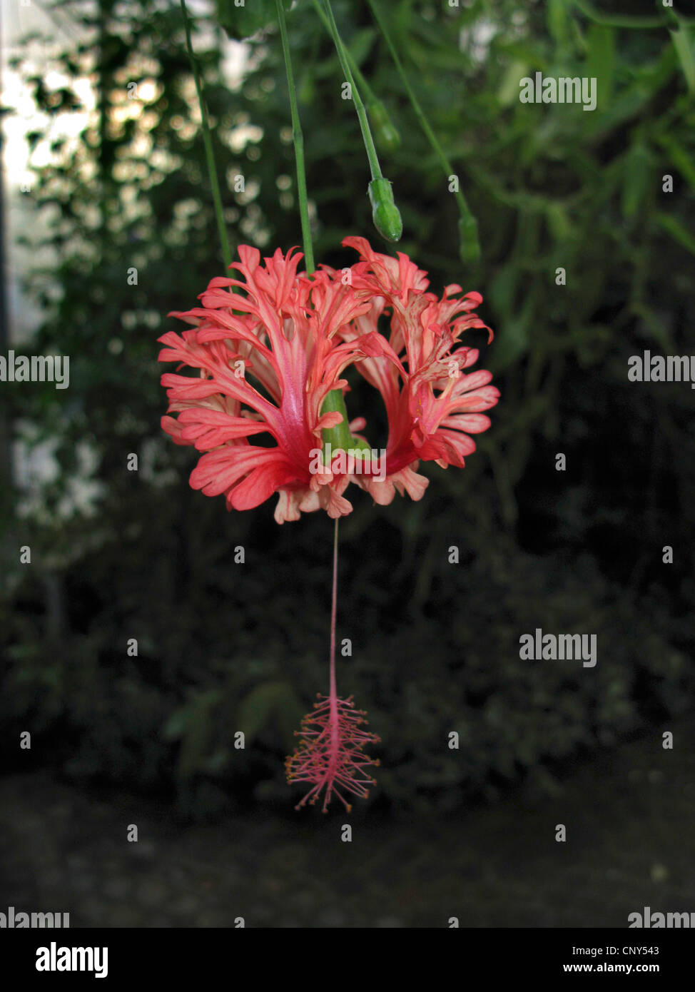 Lanterna giapponese, Giapponese Hibiscus, frange Rosemallow, Coral Hibiscus (Hibiscus schizopetalus), fiore Foto Stock