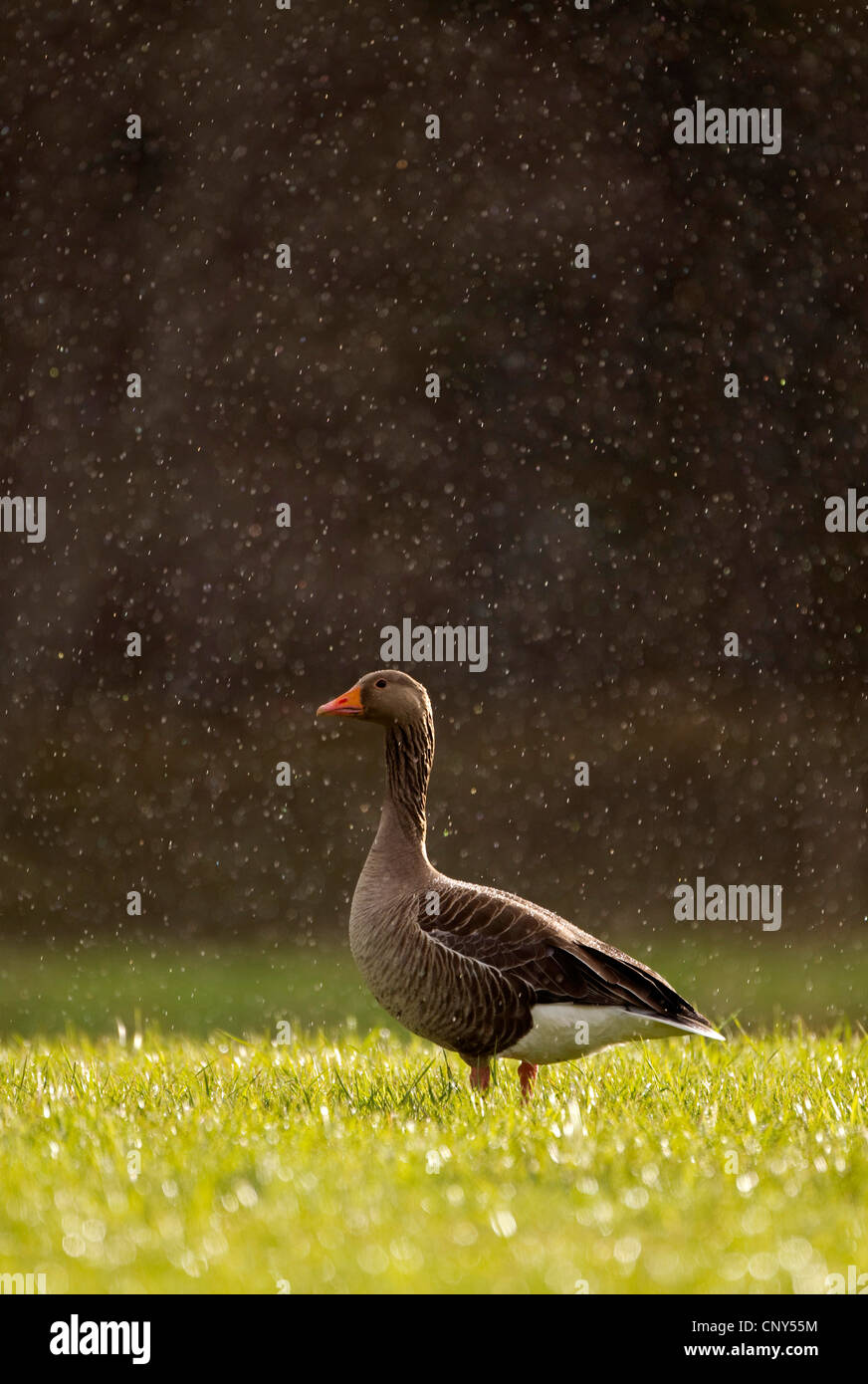 Graylag goose (Anser anser), in pioggia, Regno Unito, Scozia, Cairngorms National Park Foto Stock