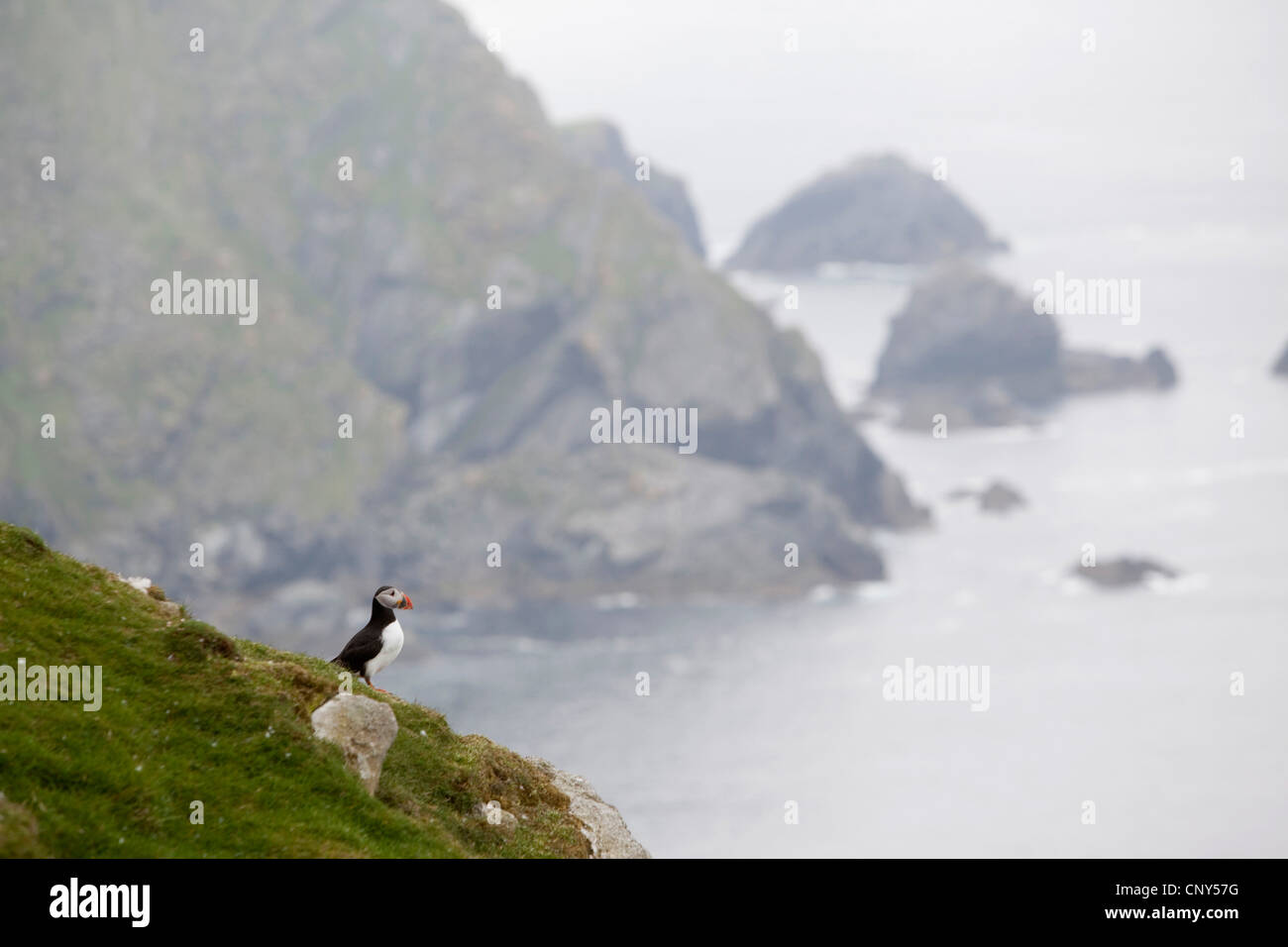 Atlantic puffin, comune puffin (Fratercula arctica), che guarda al mare, Regno Unito, Scozia, isole Shetland, Hermaness Riserva Naturale Nazionale Foto Stock