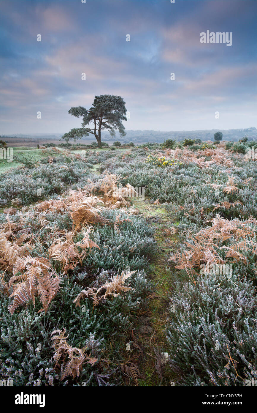 Trasformata per forte gradiente rivestite di brina heather, bracken e pino nel nuovo Parco Nazionale Foreste, Hampshire, Inghilterra. Dicembre 2006 Foto Stock