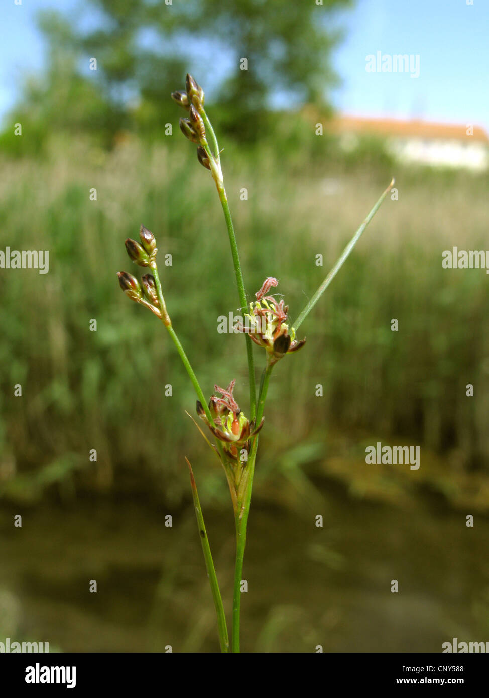 Black Grass rush, nero-erba rush, sale palude rush (Juncus gerardii), infiorescenza, Germania, Turingia, NSG Solgraben Artener Foto Stock