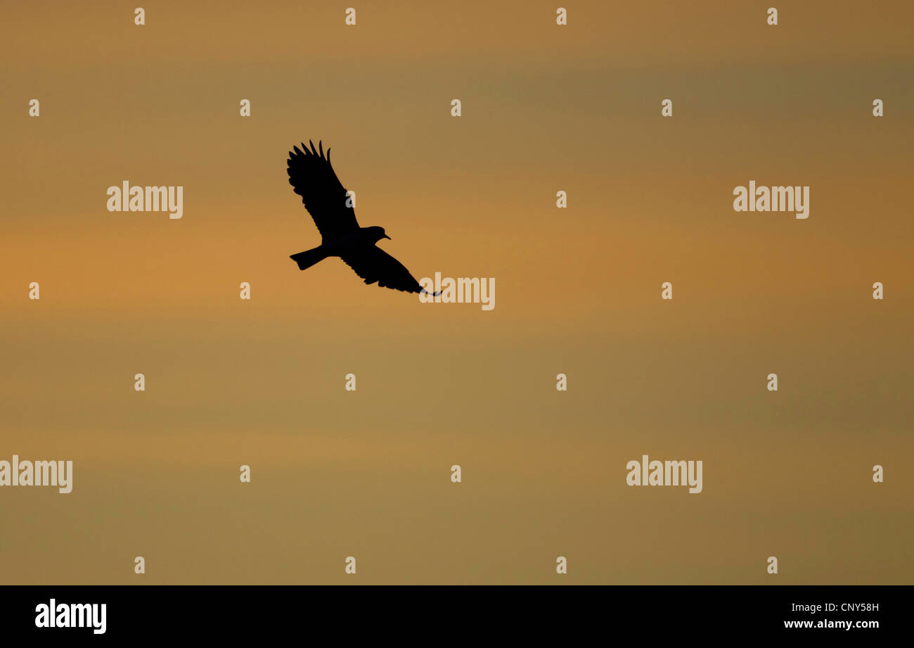 Pavoncella (Vanellus vanellus), in volo contro il tramonto, Regno Unito, Scozia, Isole Shetland Foto Stock