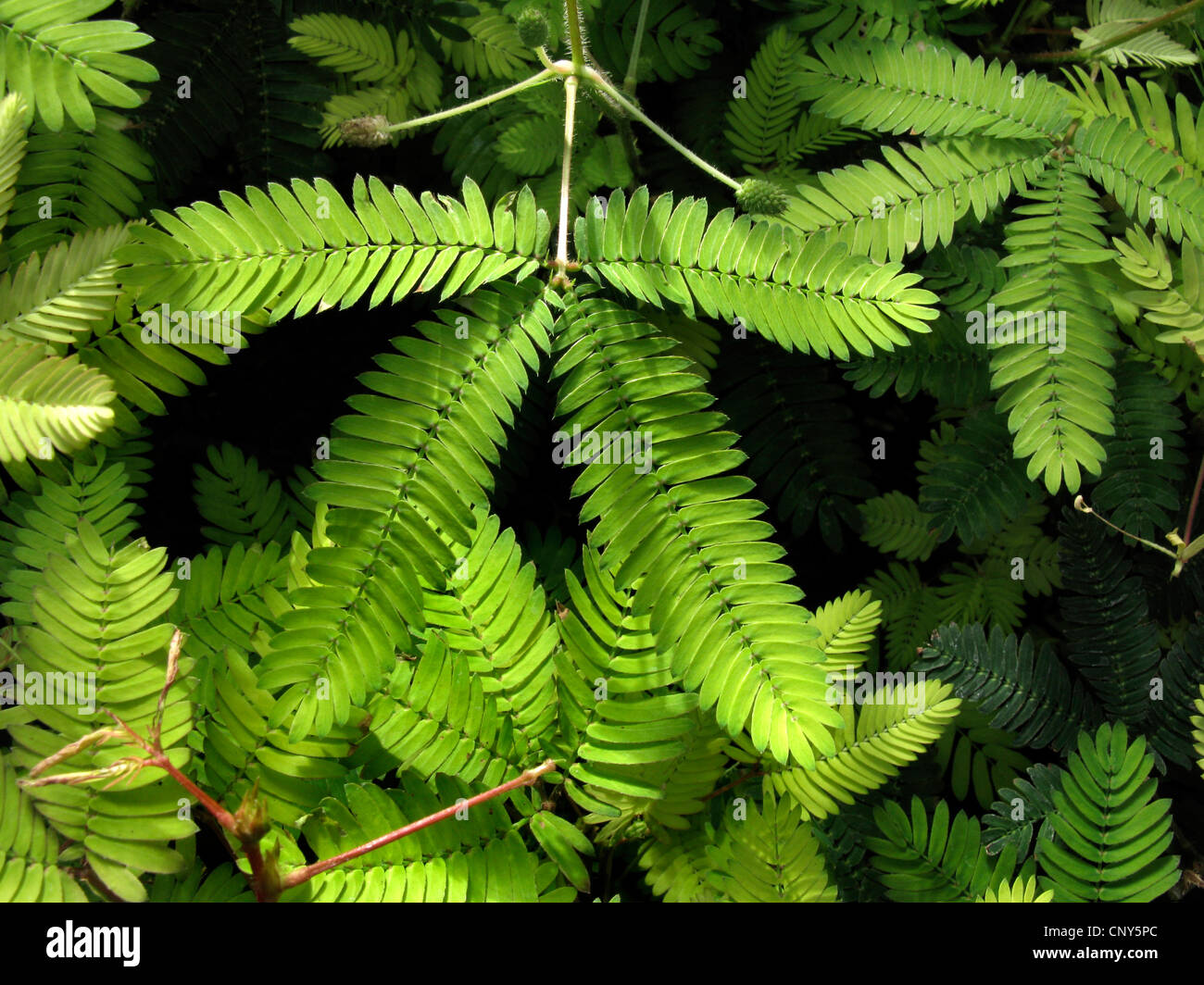 Impianto sensibili, touch-me-non (Mimosa pudica), leaf bevor toccando, serie immagine 1/3 Foto Stock