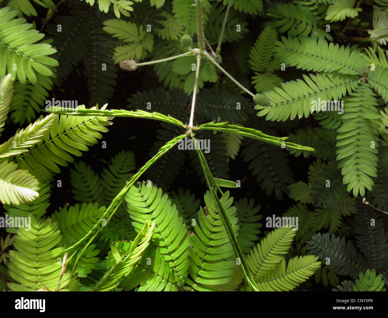 Impianto sensibili, touch-me-non (Mimosa pudica), foglia dopo aver toccato, serie immagine 3/3 Foto Stock