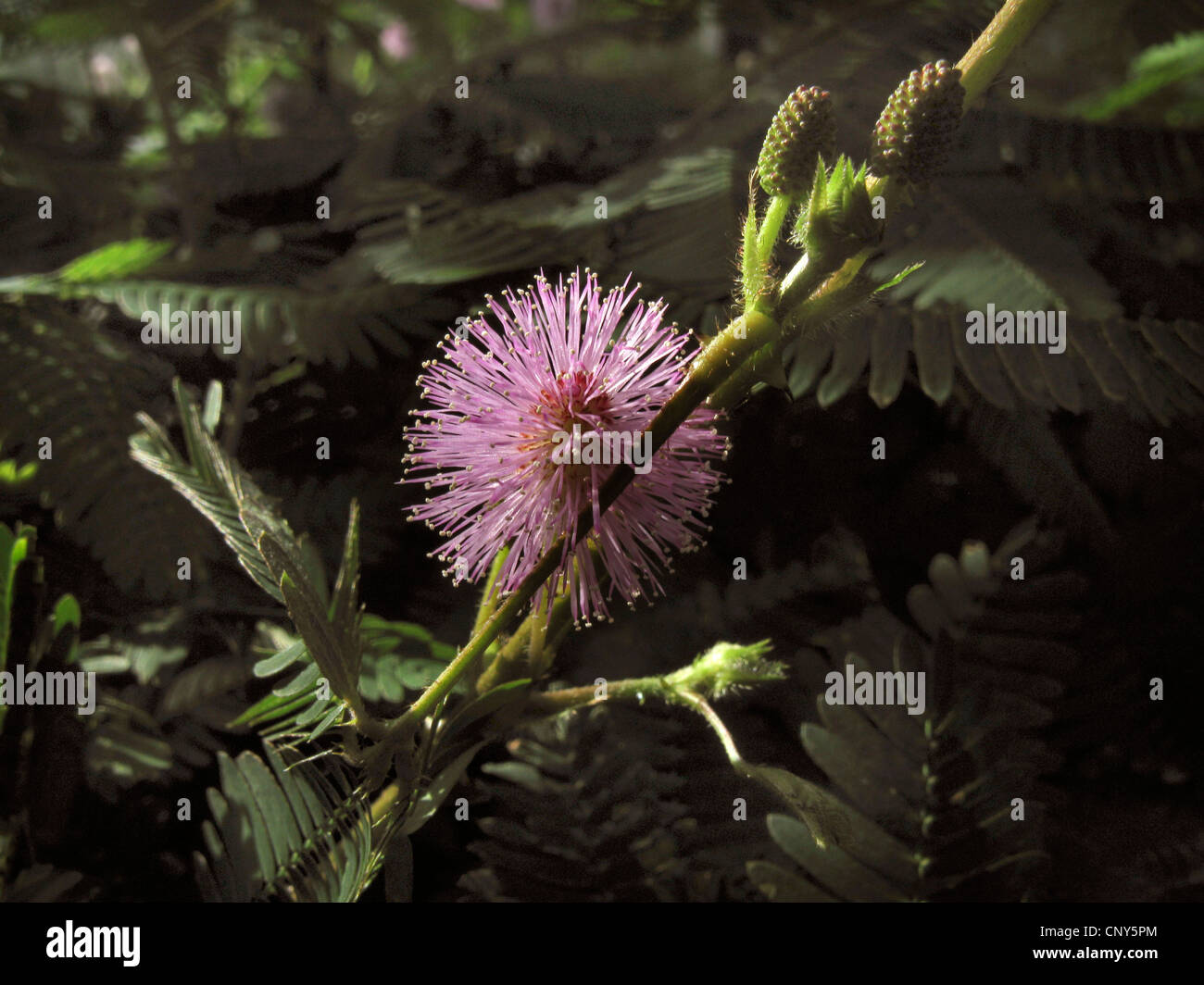 Impianto sensibili, touch-me-non (Mimosa pudica), fioritura Foto Stock