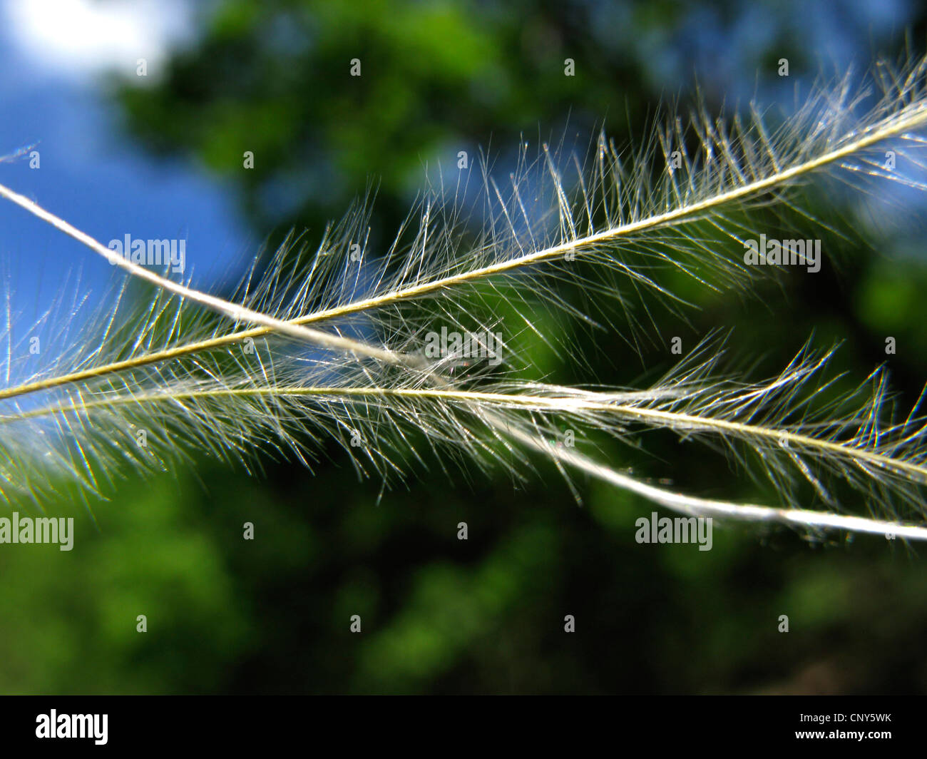 Golden feather grass (Stipa pulcherrima), awns, Germania, Thueringen Foto Stock