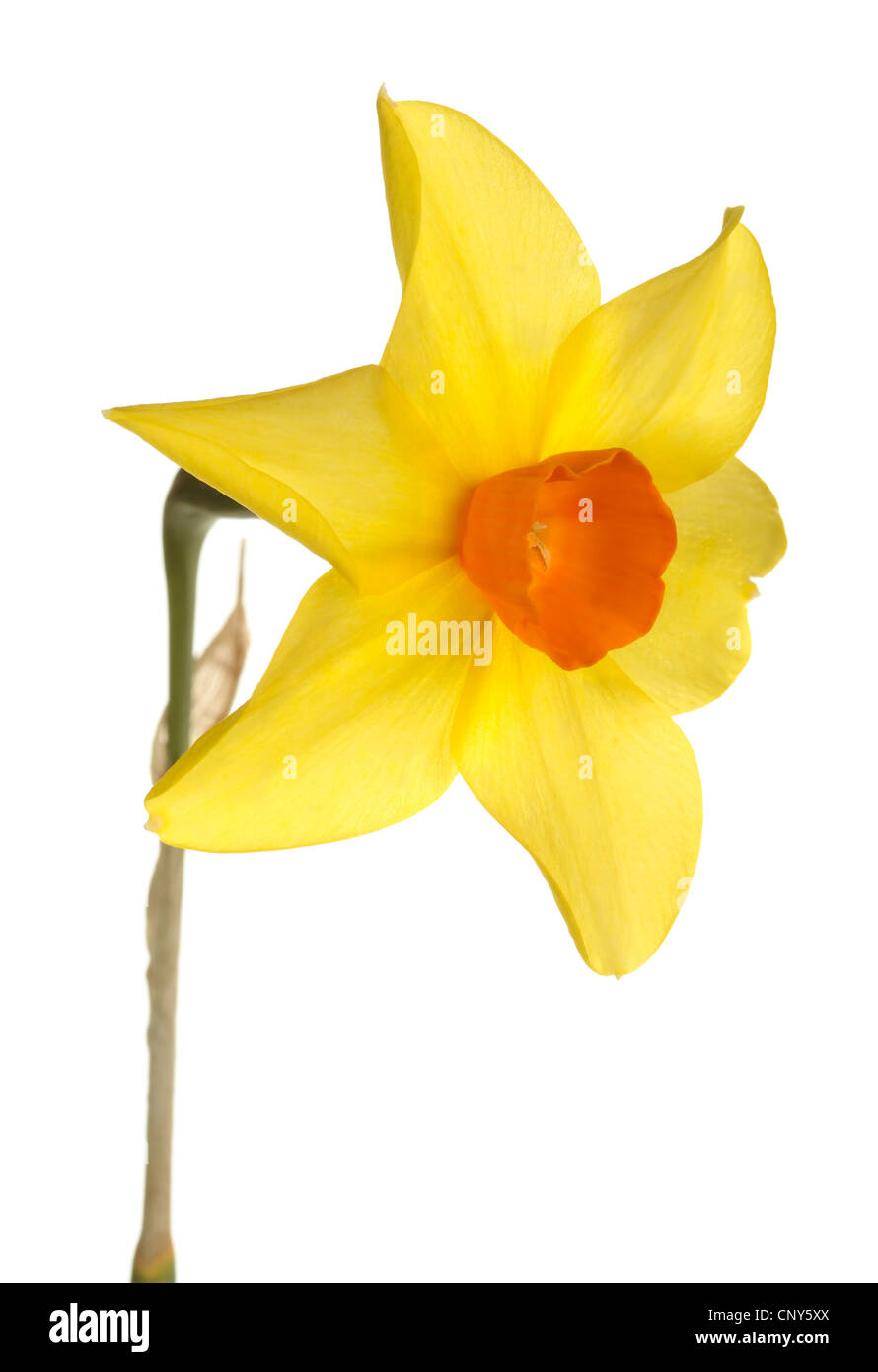 Arancione e giallo fiore daffodil contro uno sfondo bianco Foto Stock